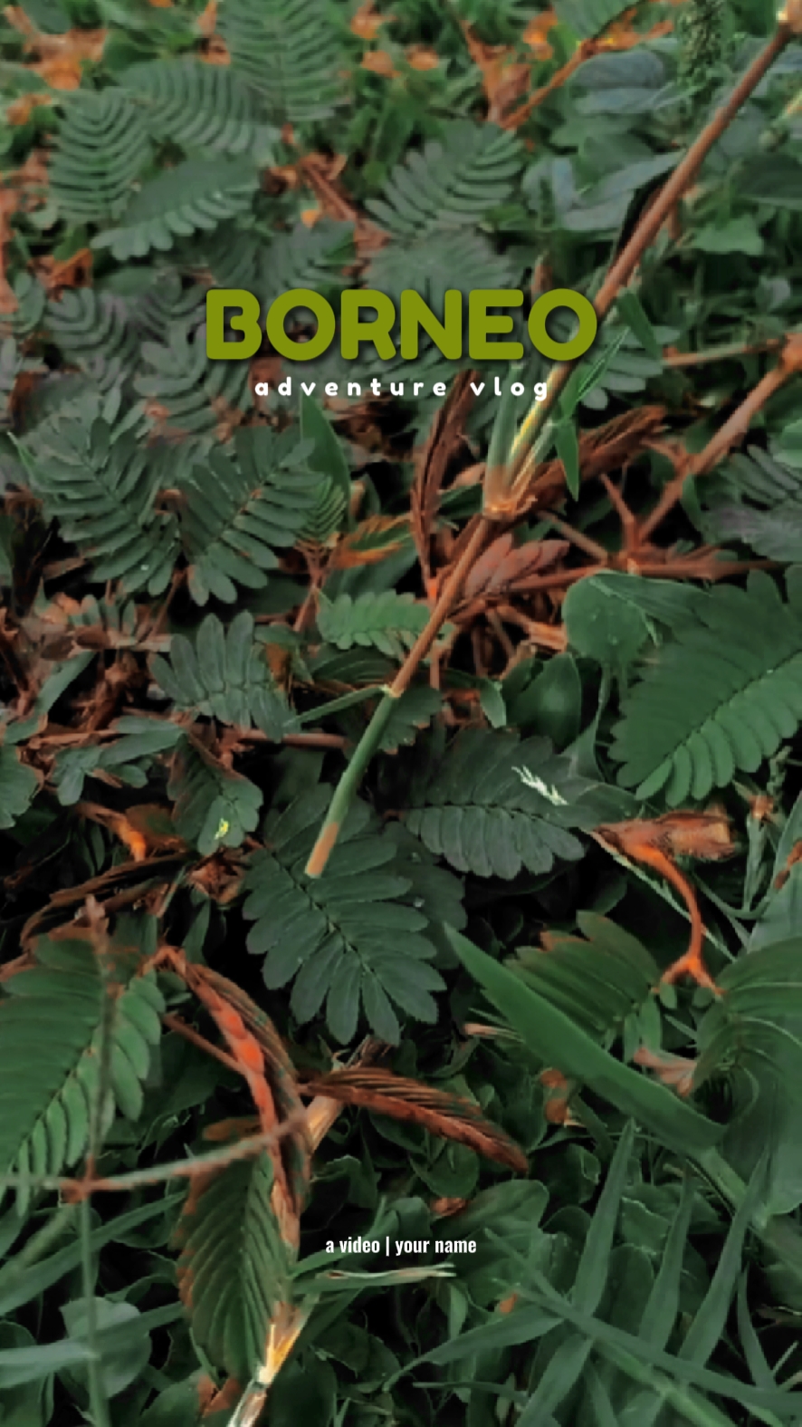 borneo vlog 