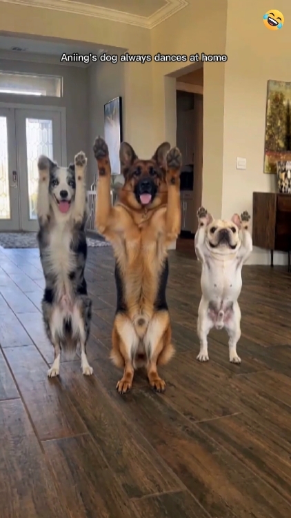 Tendência De Dança