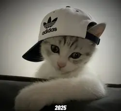 2025vs2026