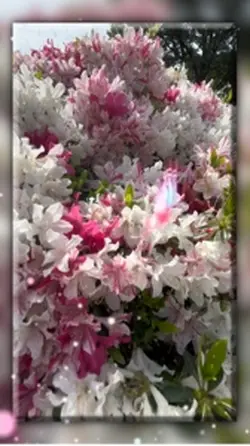 Flower in spring