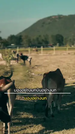 มองอย่างนก