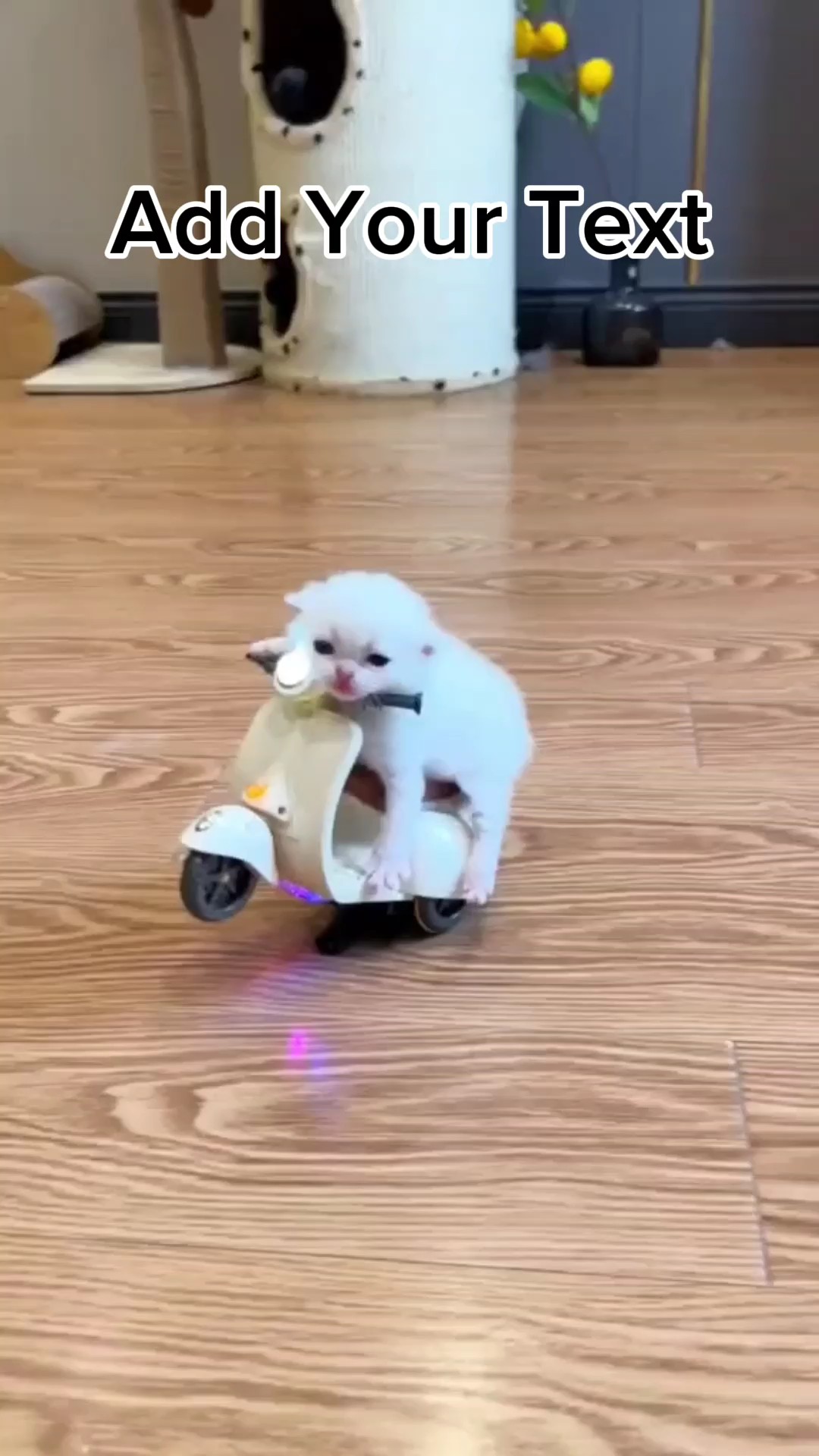 Gato fofo