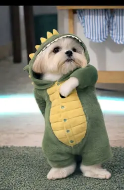 Cachorro dançando ia