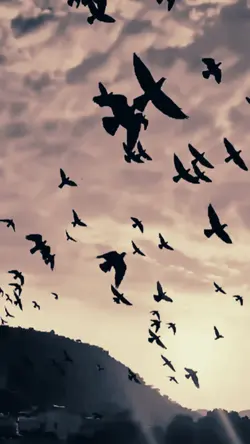 slowmo burung