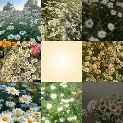 Daisy