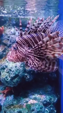 อควาเรียม