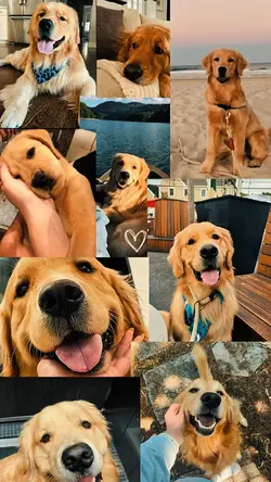 YOUR PET ❤️‍🩹