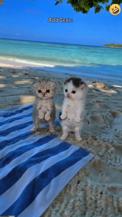 Cute Cat.. 
