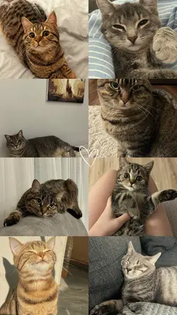 cat lovers