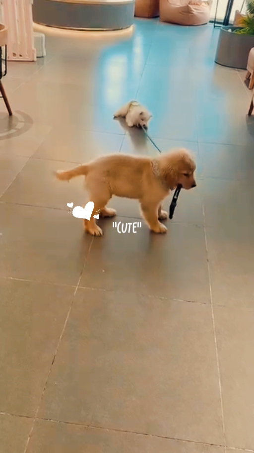 Modelo De Cão