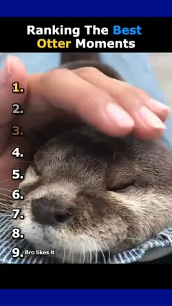 cute otter 