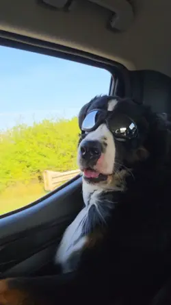 Wind In His Face