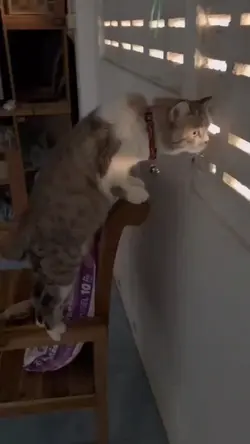 si kucing ngintip 