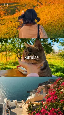 Layout Aesthetic 