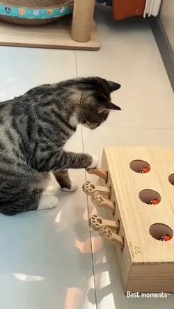 Funny cat