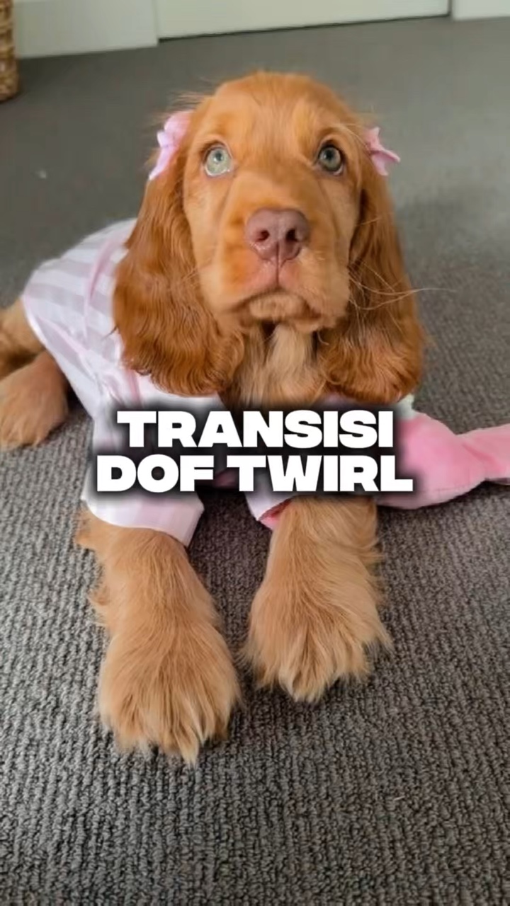 Hundeübergänge 