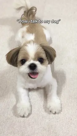 How i talk to my dog