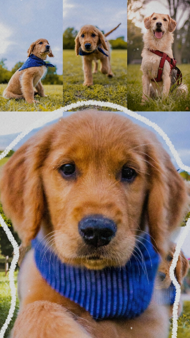 Lindo perro