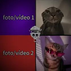 gato edit 