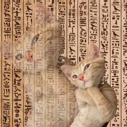 Egypt Trend