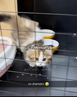 cat mentality 