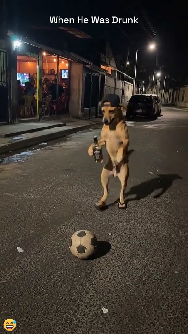 Lustiger Hund 
