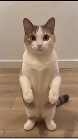 Vrolijke kat