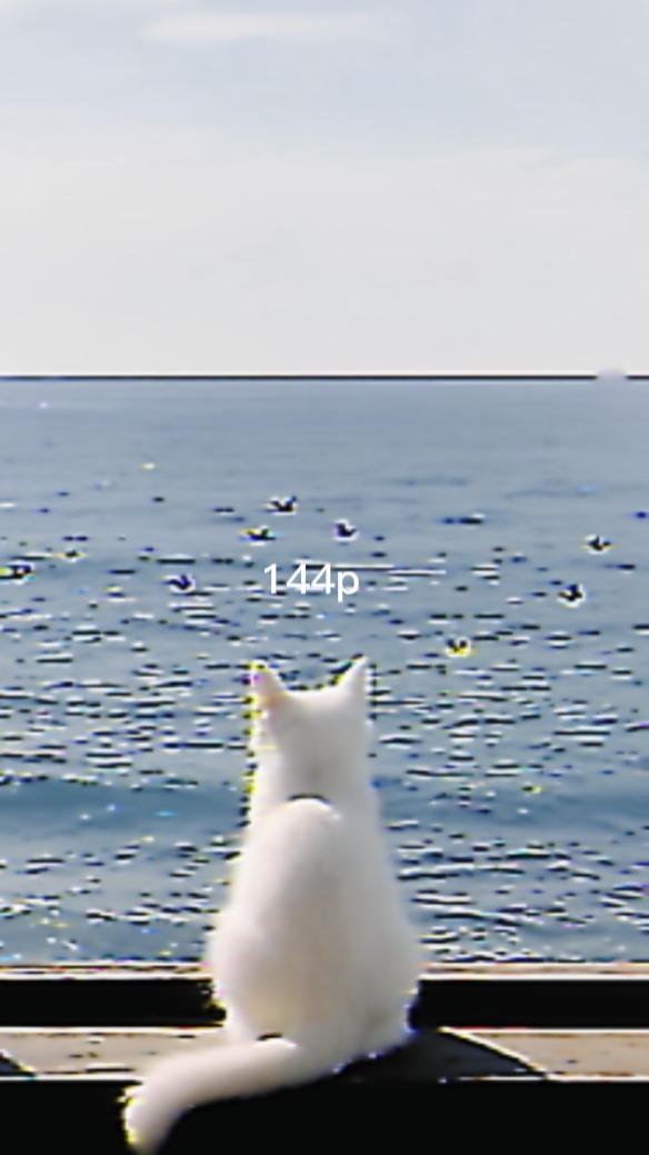 Cat 114p