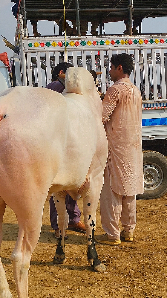 bull race in Pakista