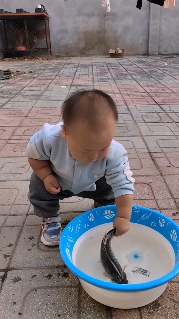 Hài troll
