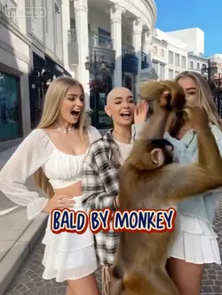 Bald by monkey 🐵 