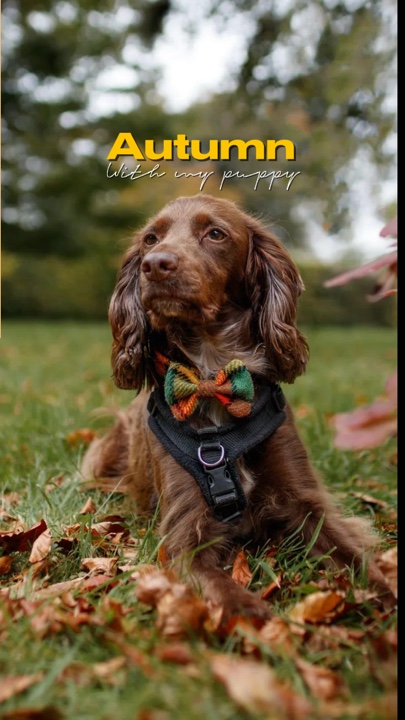L'automne avec mon chiot