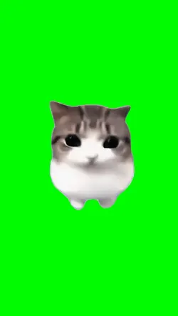 Dam dam didi cats