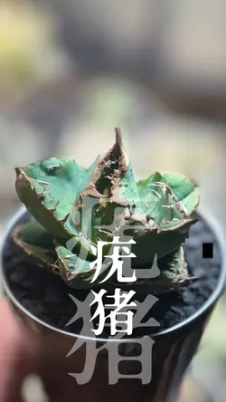 植物成長PR音ハメ文字ハメテンプレ