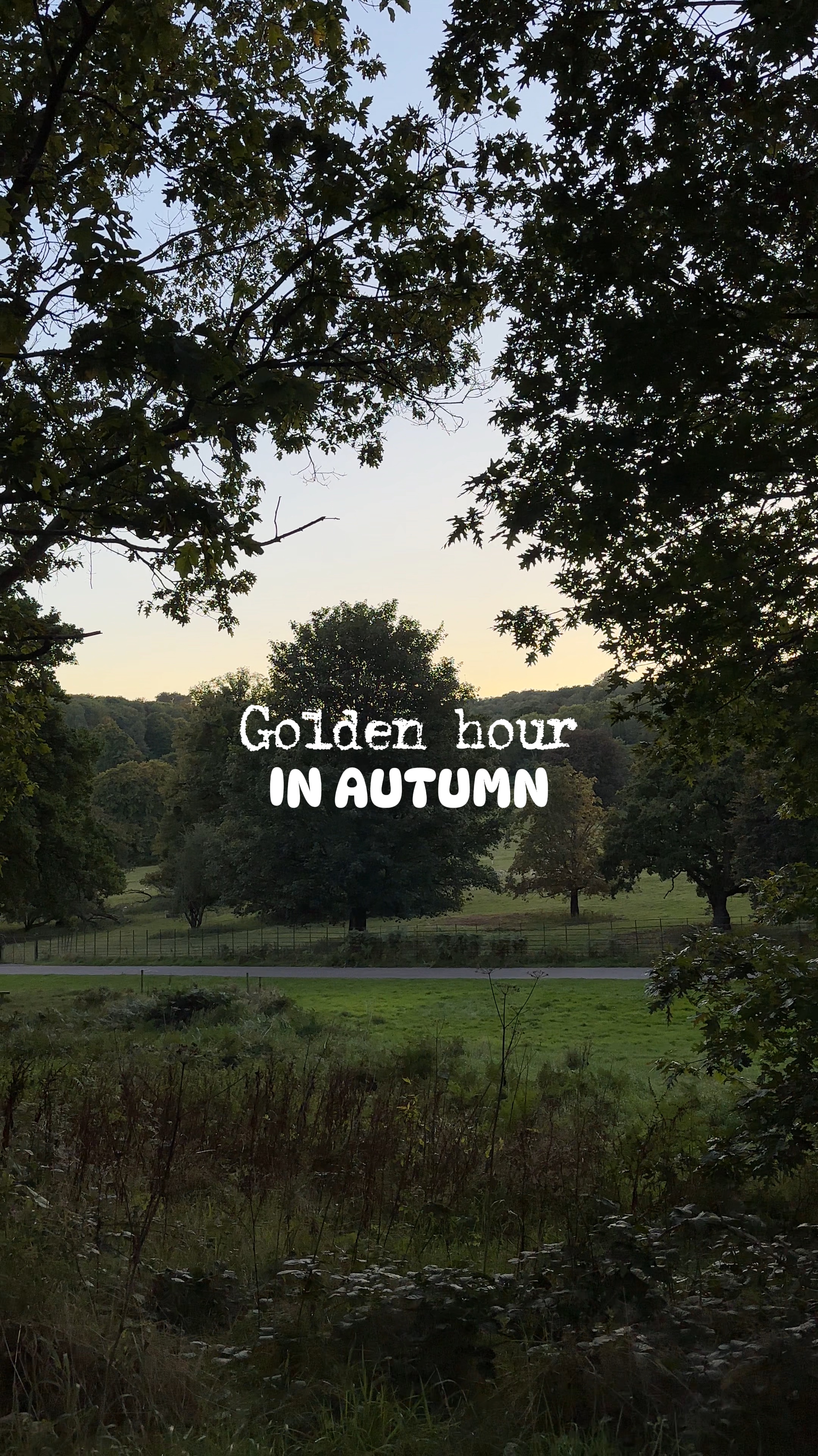 Goldene Stunde 🍁