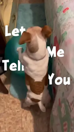 Fun Dogs Moments