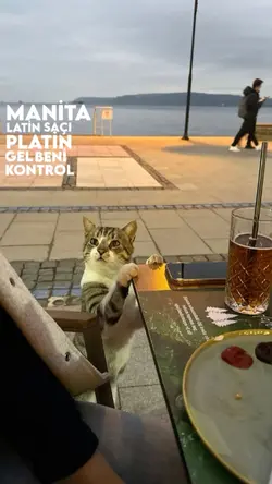 istek şarkı 