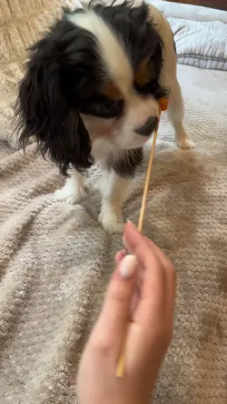 gasp carrot lover 