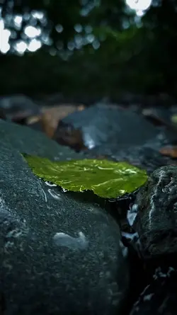 cinematic 6vidio