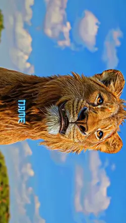 MUFASA