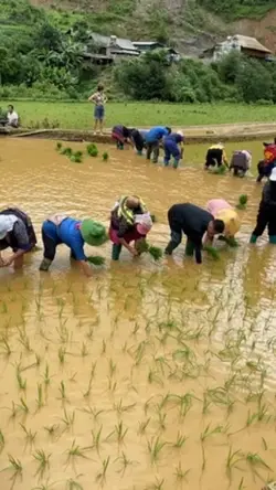 planting rice in the