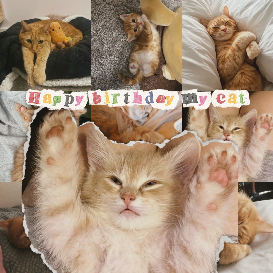 hbd 내 고양이 