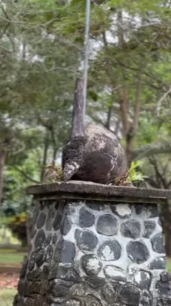 CINEMATIC BUNGA SERO