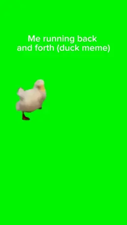 Duck running