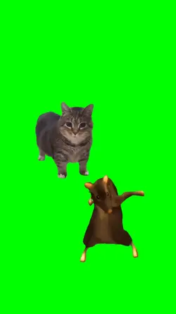 Oia cat rat dance
