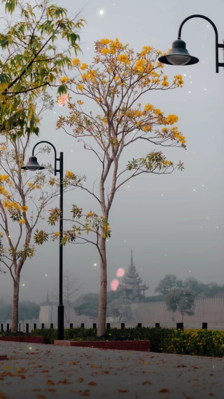 ထာဝရမန်းလေး