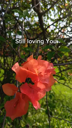 STILL LOVING YOU
