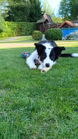 slow mooo