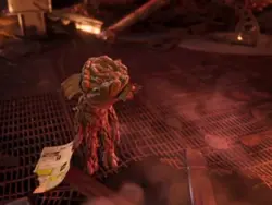 groot writin apology