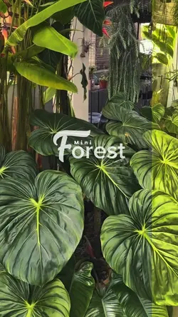 Mini forest at home 